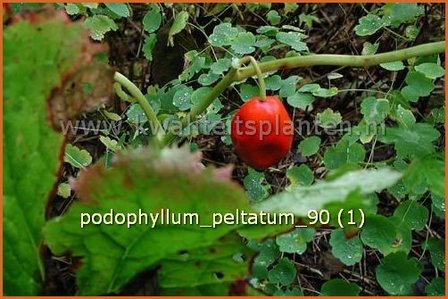 Podophyllum peltatum | Voetblad, Indische alruinwortel