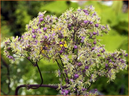 Thalictrum &#039;Anne&#039; | Ruit