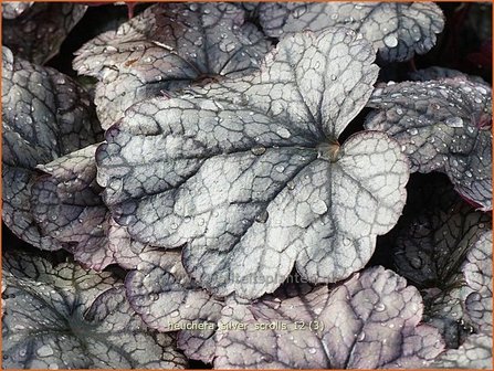 Heuchera &#039;Silver Scrolls&#039; | Purperklokje