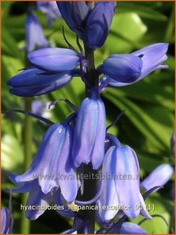 Hyacinthoides hispanica &#039;Excelsior&#039; | Spaanse boshyacint