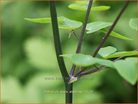 Thalictrum &#039;Black Stockings&#039; | Ruit