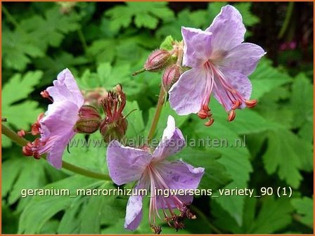 Geranium macrorrhizum &#039;Ingwersen&#039;s Variety&#039; | Ooievaarsbek