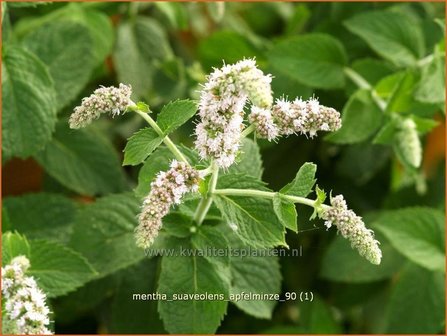 Mentha suaveolens &#039;Apfelminze&#039; | Appelmunt, Munt | Wohlriechende Minze