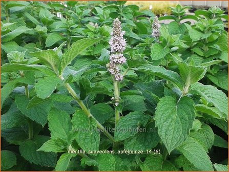 Mentha suaveolens &#039;Apfelminze&#039; | Appelmunt, Munt | Wohlriechende Minze