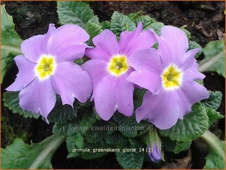 Primula &#039;Groenekan&#039;s Glorie&#039; | Sleutelbloem