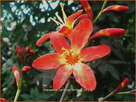 Crocosmia &#039;Carmine Brilliant&#039; | Montbretia