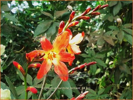 Crocosmia &#039;Carmine Brilliant&#039; | Montbretia