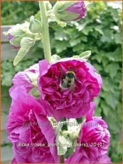 Alcea rosea &#039;Pleniflora&#039; (paars) | Stokroos