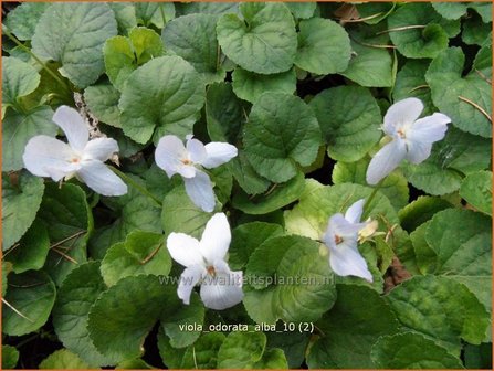 Viola odorata &#039;Alba&#039; | Welriekend viooltje