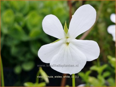 Viola cornuta &#039;Wisley White&#039; | Hoornviooltje, Viooltje