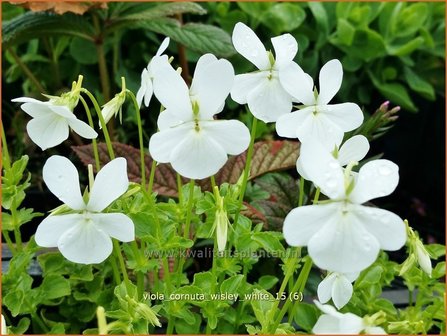 Viola cornuta &#039;Wisley White&#039; | Hoornviooltje, Viooltje