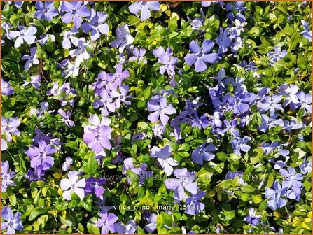 Vinca minor &#039;Marie&#039; | Kleine maagdenpalm, Maagdenpalm