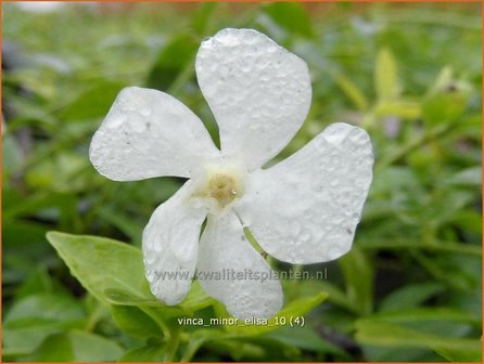 Vinca minor &#039;Elisa&#039; | Kleine maagdenpalm