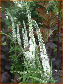 Veronica spicata &#039;Icicle&#039; | Aarereprijs, Ereprijs