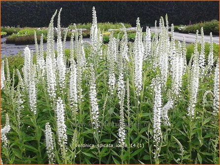 Veronica spicata &#039;Icicle&#039; | Aarereprijs, Ereprijs