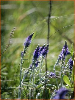 Veronica spicata incana | Aarereprijs, Ereprijs