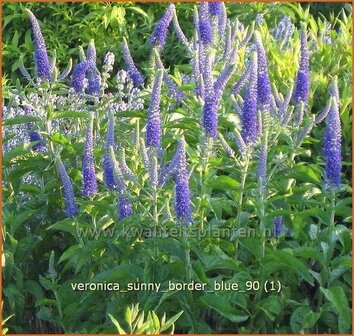 Veronica &#039;Sunny Border Blue&#039; | Ereprijs