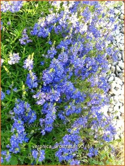 Veronica prostrata | Liggende ereprijs, Ereprijs