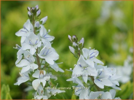 Veronica prostrata &#039;Alba&#039; | Liggende ereprijs, Ereprijs