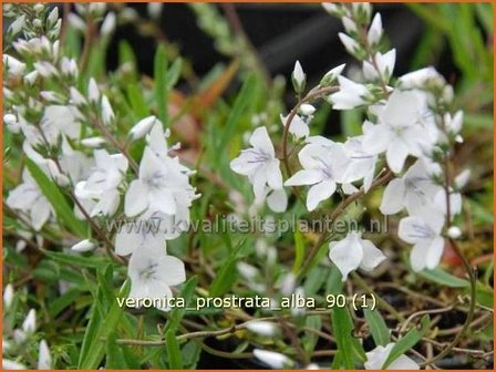 Veronica prostrata &#039;Alba&#039; | Liggende ereprijs, Ereprijs