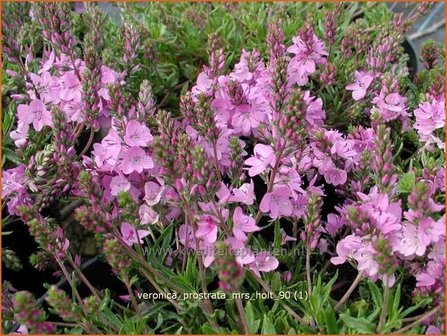 Veronica prostrata &#039;Mrs Holt&#039; | Liggende ereprijs, Ereprijs