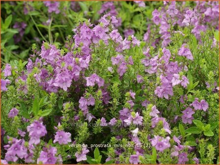 Veronica prostrata &#039;Mrs Holt&#039; | Liggende ereprijs, Ereprijs