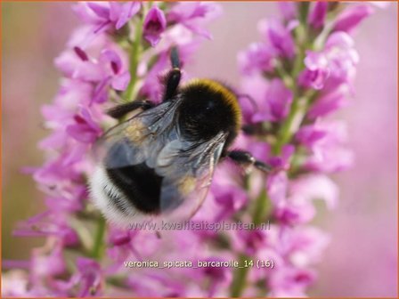 Veronica spicata &#039;Barcarolle&#039; | Aarereprijs, Ereprijs