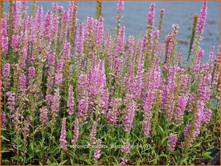 Veronica spicata &#039;Barcarolle&#039; | Aarereprijs, Ereprijs