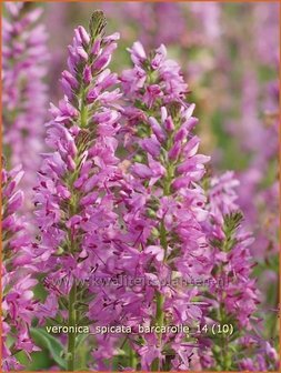 Veronica spicata &#039;Barcarolle&#039; | Aarereprijs, Ereprijs