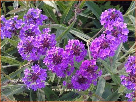 Verbena rigida | IJzerhard | Steifes Eisenkraut | Rough Verbena