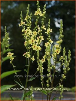 Verbascum chaixii &#039;Sixteen Candles&#039; | Toorts