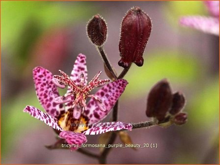 Tricyrtis formosana &#039;Purple Beauty&#039; | Paddenlelie, Armeluisorchidee