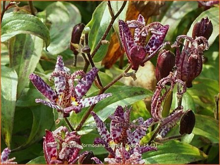 Tricyrtis formosana &#039;Purple Beauty&#039; | Paddenlelie, Armeluisorchidee