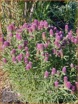 Trifolium rubens | Klaver