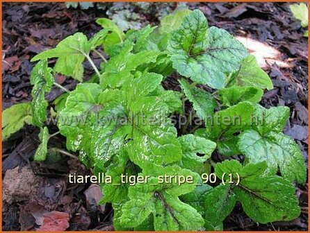 Tiarella &#039;Tiger Stripe&#039; | Schuimbloem, Perzische muts