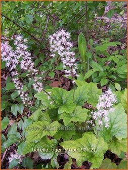 Tiarella &#039;Tiger Stripe&#039; | Schuimbloem, Perzische muts