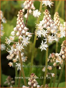 Tiarella &#039;Tiger Stripe&#039; | Schuimbloem, Perzische muts