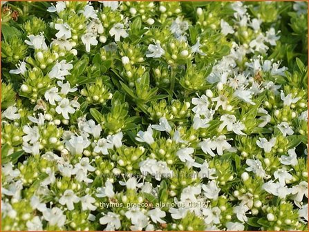 Thymus praecox &#039;Albiflorus&#039; | Kruiptijm, Tijm