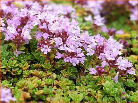 Thymus praecox &#039;Minor&#039; | Kruiptijm, Tijm