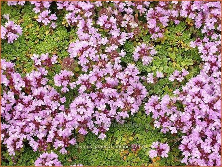 Thymus praecox &#039;Minor&#039; | Kruiptijm, Tijm