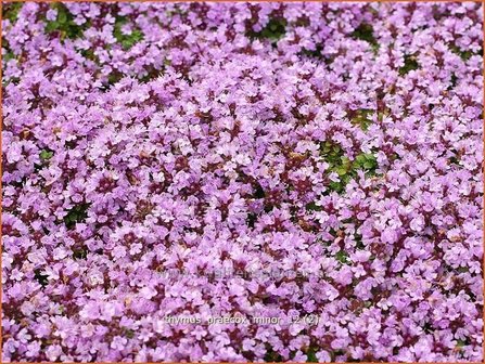 Thymus praecox &#039;Minor&#039; | Kruiptijm, Tijm