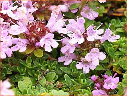 Thymus praecox &#039;Minor&#039; | Kruiptijm, Tijm