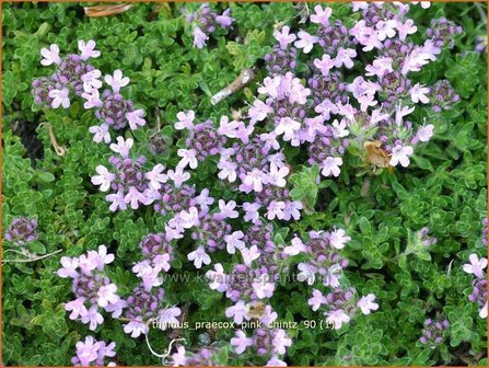 Thymus praecox &#039;Pink Chintz&#039; | Kruiptijm, Tijm