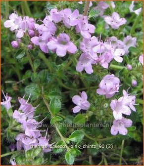 Thymus praecox &#039;Pink Chintz&#039; | Kruiptijm, Tijm