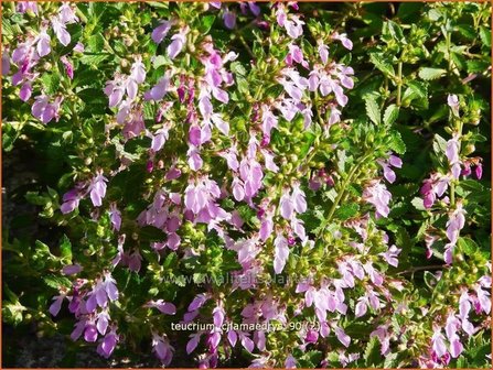 Teucrium chamaedrys | Gamander