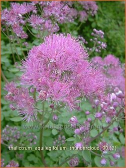 Thalictrum aquilegifolium &#039;Thundercloud&#039; | Ruit, Akeleiruit