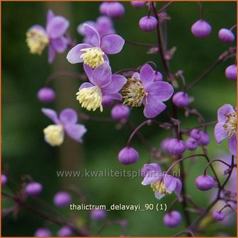 Thalictrum delavayi | Ruit, Chinese ruit