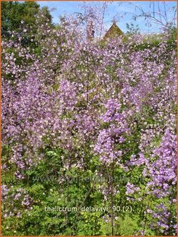 Thalictrum delavayi | Ruit, Chinese ruit