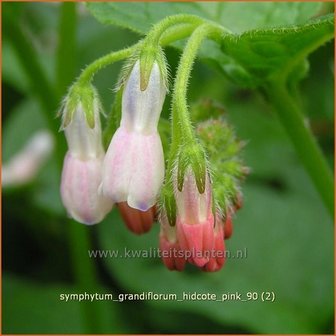 Symphytum grandiflorum &#039;Hidcote Pink&#039; | Smeerwortel