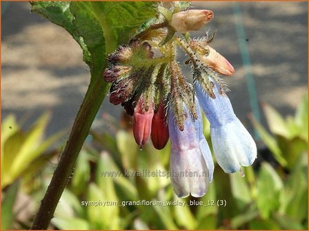 Symphytum grandiflorum &#039;Wisley Blue&#039; | Smeerwortel